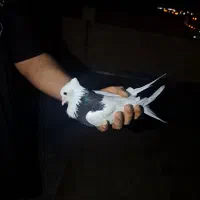 کبوتر طوقی سیاه