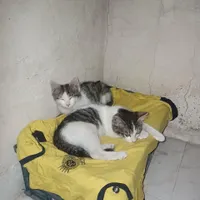 واگذاری بچه گربه