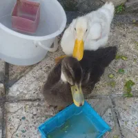 جوجه اردک سالم