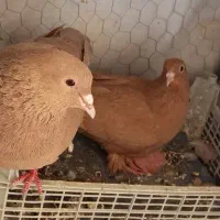 جفت زرد