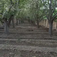 باغ  900 متری در روستای خوب آب و هوای سنجگان