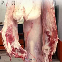 گوسفند
