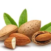 فروش بادام تلخ با پوسته