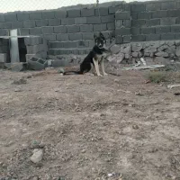سگ ژرمن، هاسکی
