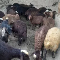 بره نرو ماده