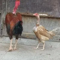 مرغ خروس