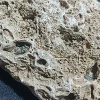 تعدادی سنگ فسیلی و سنگ دریایی مرجانی