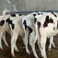 گوساله نر