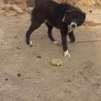 جفت توله گله ای