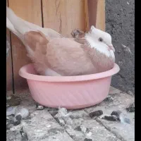 کفتر پرشی جفتی ۵۰۰
