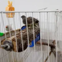 یک جفت فنچ نر و ماده سالم  با دوتا جوجه هاشون