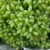 سلام غوره عسگری درجه یک