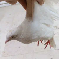کفتر