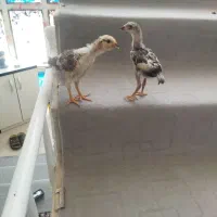 جوجه