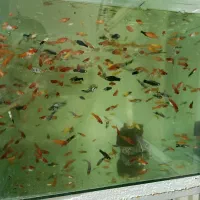 ماهی گوپی و سوارتیل و پلاتی