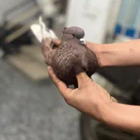 کبوتر