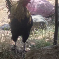 خروس نژاد دار