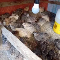 بلرچین