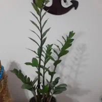 گل و کاکتوس زیبا