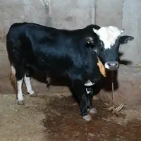 گاو نر پرور