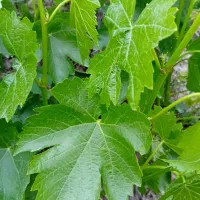برگ مو کشمشی مخصوص دلمه