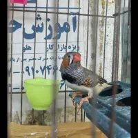 فنچ گمشده