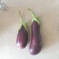 بادمجان تازه