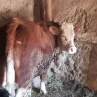 گاونر گوشتی