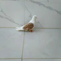 کبوتر