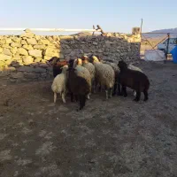 میش همراه با بره همه میش‌ها دو شکم