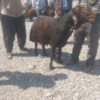 دامازلخ