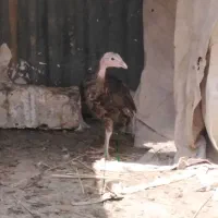 جوجه مرغ بوقلمون غاز محلی کوهی