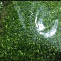 س ب ز ی