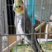 عروس هلندی