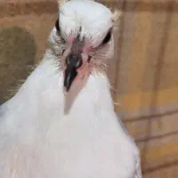 پرداخت ۲ ماهه/کبوتر/پرشی/تضمینی/شهرک غرب