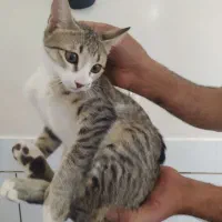 واگذاری بچه گربه ماده رایگان فوری