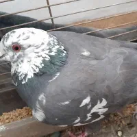 کبوتر