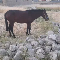 مایون دوسال