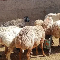 میش|حیوانات مزرعه|بیرجند, |دیوار