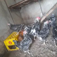 تخممرغ گلین