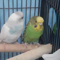 3جفت مرغ عشق مولد