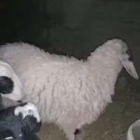 بره ماده