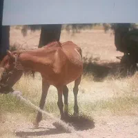 اسب|حیوانات مزرعه|سروستان, |دیوار