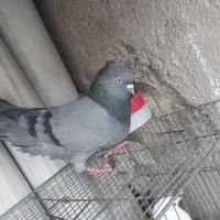 کبوتر|پرنده|کرج, گلدشت|دیوار