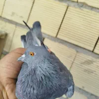 ماده زاغ سبز معاوضه با کفتر