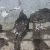جوجه بوقلمون