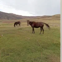 اسب