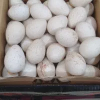 تخم بوغلمون