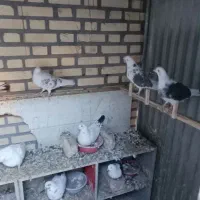 کبوتر ( کفتر) با گنجه