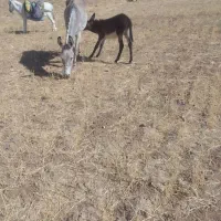 خرکوره